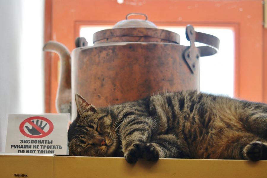 Музейный кот Емельян